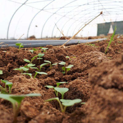 DIRWENA For Agriculture BSOs & Farmer Cooperatives | application page | EN